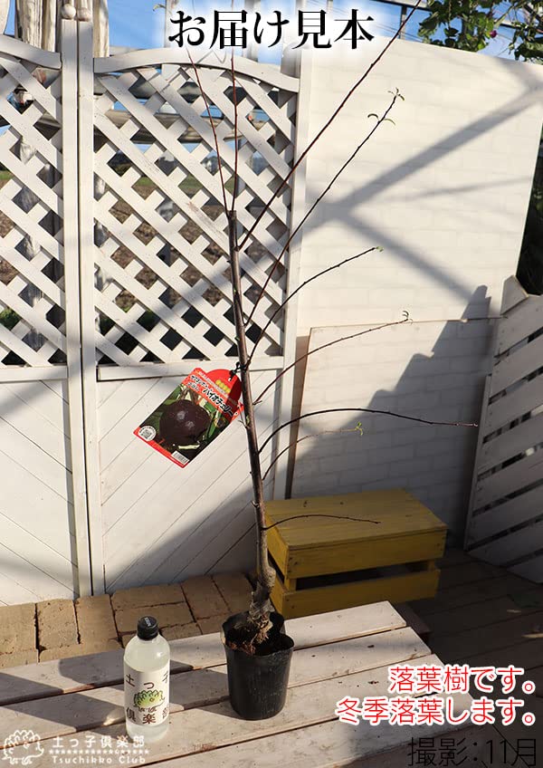 Amazon.co.jp: プラム バイオチェリー サクランボ×スモモ交配種 13.5cm Amazon.co.jp: プラム バイオチェリー サクランボ×スモモ交配種 13.5cm